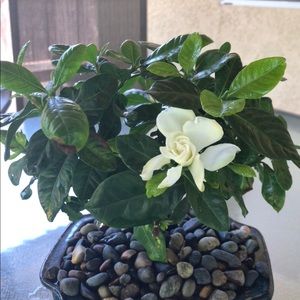 Meet your Posher, Blanca